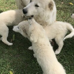 Adopt a dog:Maremma (Livestock Guardian)/Maremma Sheepdog//Younger Than Six Months,3 females leftRoise, Daisy and PoppyRPBA 6846BIN0004216939133Pick up only from property Palmwoods