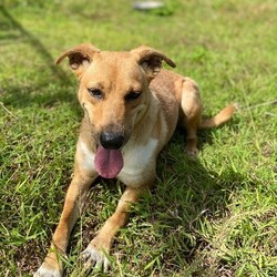 Russet (Molly Mae)/Affenpinscher/Female/Adult Adopt a dog:Russet (Molly Mae)/Affenpinscher/Female/Adult,