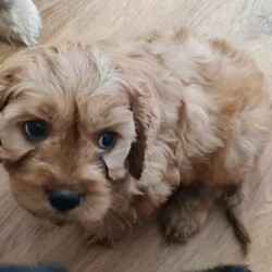 Adopt a dog:Gorgeous Toy Cavoodle Puppies/Cavalier King Charles Spaniel//Younger Than Six Months,Pups ready to go to new homes today ☺️Big Red boy - $5500Midnight Black girl - $5000 - very cuddly!!Small Red boy - $6000Blenheim Girl - $6500 - **SOLDSmall red Girl - $6500 - **SOLDThese puppies have been nurtured and nursed since day one. They are extremely well socialised. All have amazing individual personalities.These are definitely the best standard of pup we have bred in 30yrs.Parents are much loved family pets, that are healthy and happy.Vaccinated, microchipped, wormed and vet checked.RPBA 6527Supply number BIN0009697898501