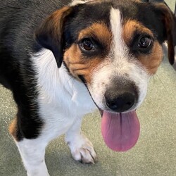 Tocito/Cattle Dog/Female/Young Adopt a dog:Tocito/Cattle Dog/Female/Young,