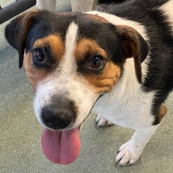 Tocito/Cattle Dog/Female/Young Adopt a dog:Tocito/Cattle Dog/Female/Young,