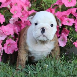 Autumn Daisy/Female /Female /English Bulldog Puppy,Autumn Daisy is a fun loving English Bulldog puppy ready to win your heart! This wrinkly pup is vet checked and up to date on shots and wormer. Autumn Daisy can be registered with the AKC and comes with a 1 year health guarantee provided by the breeder. This chunky pup is family raised with children and would make the best addition to anyone’s family. To find out more about this wonderful pup, please contact Chris & Wilma today!