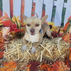 Adopt a dog:Ian/Chihuahua/Male/Young,Hi! My name is Ian and I am a 5 lb chi/rat terrier mix full of love and kisses!!! I am a sweet loyal little boy, looking for a sweet loyal companion or family!!! I am the product of a divorce. My brothers and I got dumped when our parents split up.. I don't ever want to experience this nightmare ever again. I am so thankful for my wonderful foster family but am ready to start making new memories with my new special fur EVER and EVER!!!! If you are ready to commit to a sweet boy who will love you unconditionally.....lets talk!!! Text for application 408-849-1080

