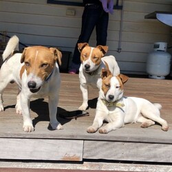 Purebred Jack Russell Pups/Other//Younger Than Six Months,Purebred Jack Russell pups (two males available) available to the best of homes only. These pups along with their parents have been raised on our cattle property in Toogoolawah QLD. They will be well socialised with children and other animals.RPBA No. 1232BIN 00088997927852Puppies will be vaccinated and microchipped at 6 weeks of age.Ready for their new homes at 8 weeks on 27 November 2021.