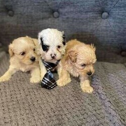 Adopt a dog:Shihtzu x Poodle (Shoodle) Puppies///Younger Than Six Months,Mum is a purebred Shih TzuDad is a purebred Minature Poodle3 girls available3 boys availableWill be:VaccinatedMicrochippedWormed every 2 weeksVet checkedBIN0009589208790Registered member of RPBA 8054