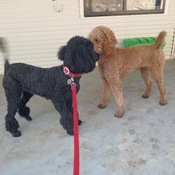 Adopt a dog:Purebred Standard Poodle Puppies/Poodle (Standard)//Younger Than Six Months,We are pleased to make available ten adorable pure-bred Standard Poodle Puppies – We have 4 black males ($5000 each), 1 black female ($5500), and 5 apricot females ($5900 each). They have been cared for right from day one in a clean family environment and socialised to make very friendly family pets.All puppies will come vet checked, vaccinated, wormed and micro-chipped.Both parents have been DNA tested and are clear of all genetic diseases.We are registered breeders with NCPI 9003140 and as such adhere to their code of ethics and are seeking that the puppies go to homes that have the capacity to care for them long term.Both parents weigh about 25kg. Mum is a black standard and the dad is a red standard. They are beautifully natured and have lovely and playful temperaments. Standard poodles are quick to learn, love attention, full of energy and great with children and adults alike.Puppies will be ready for new homes by mid-November.We can arrange transport throughout Australia at buyer’s expense. We are happy to provide pricing.To give an idea of what the pups will look like at about 8 weeks I have included some photos from a previous litter.We ask that you be aware of puppy scammers. We are genuine breeders; however, you may check by the following:1.	The best way is to visit and view the puppies if possible.2.	Check on the National Companion Pets Institute (NPCI) website, click on “Breeder Search” and enter 9003140.3.	Contact owners who have puppies from a previous litter for a recommendation. Phone numbers can be provided.4.	Check with our vet to confirm pups are available.5.	You can make a WhatsApp video call to view the pups.Puppies come with all the info you need – we provide you with a puppy info pack and are happy to pass on our knowledge to you at any time.