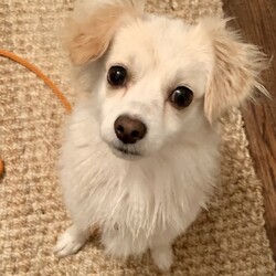 Adopt a dog:Chase/Papillon/Male/Adult,Chase is a 5-year-old, 13lb papillion mix! He is medium energy, housebroken, neutered, had a recent dental cleaning, is crate trained, and usually is quiet. He is an affectionate, smiling, and happy-go-lucky little guy. Adopters with some dog experience preferred (more on that below) (or newbies willing to 100% follow instructions from our preferred trainer) - must be located in the NYC area.

Chase has a history of fearful behavior with strangers. However, he does not display this behavior with people he trusts and has never nipped his foster. In new situations and with visitors, Chase will do best when his choices are limited and his owner manages him using a leash or crating him when friends visit. As a southern boy, he is still getting used to the sights and sounds of the big city!

Chase needs to be muzzled at the vet, but accepts grooming and baths without muzzling or incident. Chase will thrive in a stable, structured adult-only household with consistent daily routines. The payoff is worth it: kisses all day long! As you can see in his video, he enjoys short games of fetch. Chase's other favorite activity is having his silky coat brushed every night. No children, cats or other dogs at home, please. 

Vaccinated for rabies, DA2PPv, and bordetella. Neutered, heartworm negative, and microchipped. Recent dental cleaning. Flea, tick, and heartworm prevention due 10/20.

Please contact us DIRECTLY using the instructions below if you are interested in adopting one of our Waggytails! Visit our website (www.waggytailrescue.org) for an adoption application. It is important to fill out an application as soon as possible for consideration, and we require a complete application for you to meet an animal. 

Adoptions: adopt@waggytailrescue.org

Waggytail Rescue CANNOT guarantee the exact age of any adoptable dog, or final size of any of our adoptable puppies. We rely on the information provided to us by veterinarians, shelters, owner surrenders and other circumstances bringing the dog into our rescue.