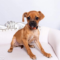 Adopt a dog:me/Pug/Female/Baby,Meet Twyla! Are you ready to fall in love? Little Twyla is a 10lb, 16 week old Chug (Chihuahua Pug mix) with an adorable pout, giant doe-like eyes, and ears that are definitely too big for her little head! This little firecracker has so much personality in a tiny, little pug shaped package!

Twyla is currently in Houston, Texas and will be transporting to a foster home in the greater Seattle area on 10/2. Twyla will be available for meet & greets to approved applicants. To apply for adoption: www.doggedly.org/application-app

The Chug Sisters have a very sad story. Originally one of 3, Twyla was surrendered in poor health after her owner was diagnosed with COIVD. For such a tiny little pup, Twyla’s future wasn’t looking so bright and she desperately needed help to thrive. The puppies had a severe parasite overload and sadly, one of the sister’s passed away unexpectedly, leaving her two sweet sisters behind.

Although these pups had a rough start, Twyla is simply amazing. She is the funniest, squishiest, wiggliest little curly tailed baby we’ve ever met! Twyla is the most outspoken out of the sisters, and loves to play and boss her sister around. She is also super snuggly and loves to curl up for love whenever possible. Twyla loves to take the lead when playing with her sister and doesn’t have any shortage of little zoomies! Her gentle, sweet, loving personality is exactly what you need after a long day, despite her small size you will receive lots of love!

These pups thrive in the presence of other dogs, and would do best in a home with another medium to small sized, confident dog who can show them the ropes when it comes to learning how to dog! The Chug Sisters have also been introduced to cats and have done exceptionally well! In terms of training, these girls are learning to potty train, but will need continued training through positive reinforcement. They are both kennel trained and doing well with basic commands. Utilizing treats, praise and love will help them to continue to grow and become your perfect fun sized companion!

If you’re ready for a pocket sized love bug to add to your day now is your chance to apply!