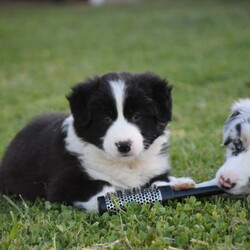 Pure Bred Long Haired Border Collie Puppies for Sale/Border Collie//Younger Than Six Months,