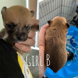 1 beautiful female Pomeranian x Chihuahua puppies/Pomeranian//Younger Than Six Months,Girl A- SOLDGirl B-Girl C- SOLDGirl D- SOLDBoy A- SOLDMum is tan Pomeranian x ChihuahuaDad is tri colour pure chihuahuaAvailable just before HalloweenWormed at 2,4 and 6 weeks and vaccinated/ Microchipped