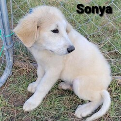 Adopt a dog:Sonya/Great Pyrenees/Female/Baby,Meet Sonya. Born approximately June 2021, she is super cute and sweet and loves everyone she meets. She is inquisitive, bouncy, and fun but also loves to be cuddled.

There is a lot for a puppy to learn so she will need to find a home where someone is very available to her in these early days. She loves the companionship of other animals and requires another dog to act as her mentor as she continues to understand the rules of her new world.

Currently her Foster family is teaching her the difference between her toys and others' prized possessions. This cute little girl is not going to be little for long. Now is the best time to jump in and continue mentoring her. It is going to be so fun watching her fill out and fit into those big paws.

ADOPT HERE: Complete an Adoption Application for your Pyr-fect new family companion at https://gprs.rescuegroups.org/forms/form?formid=6206.

PUPPIES ARE ONLY PLACED IN HOMES WITH YOUTHFUL, PLAYFUL RESIDENT DOGS WHO ARE AT LEAST 50 POUNDS.

Our requirements for puppy adoptions are simple and necessary.

	Our puppies are not livestock guardians, they are family pets that live inside of the family home.
	Puppies must be placed in homes with a youthful, adult resident dog of similar size. This gives the puppy a mentor and a solid foundation for becoming part of the family.
	Puppies are only adopted to homes with someone at home at least part of the day. If no one is home for 6-8 hours at a time, please do not apply.
	Preference is always given to those with Great Pyrenees experience.
	Applicants must have secure, visible fencing and a socialization plan in place.
	The fastest way to be considered for a puppy is to fill out an application. Adoption is not first come, first served. GPRS and its fosters work diligently to find the right fit for each and every unique dog and puppy.
	Applicant's personal pets must be current on vaccines & heartworm/flea prevention and be altered.

Adoption fee: $450 (Adoption fee includes spay/neuter, heartworm test, rabies, distemper, parvo and health certificate for travel). Northwest adopters pay the cost of transport to independent transport service ($225).

GPRS has proudly placed thousands of Great Pyrenees and GP mixes in the PNW for over a decade. Our volunteers have over 100 years combined experience fostering, screening, and placing this majestic breed into loving, forever homes. When adopting from us, you can rest assured that we provide life-long support and advice when it comes to your new family member. As always, our purpose is to find the best match for every unique dog that comes through our doors. Taking the time to find the right fit comes first and foremost at the Great Pyrenees Rescue Society. If you are interested in adopting, please take the time, and apply. You will see firsthand how much care, attention and love goes into the process, when you are guided a personal screener. This is why we have people come back again and again for their next family member! See all our dogs, fill out an application and discover why we are the BEST at placing the right dog in the right home! https://gprs.rescuegroups.org/.

ADOPTION, FOSTERING, AND DONATIONS are just some of the ways you can help a rescued dog. We have worked hard to cultivate a large network of volunteers to save this majestic breed. While monetary donations are always much appreciated, you can also help by donating your time as a GPRS foster or volunteer.

FOSTER HERE: Apply to foster at dog at https://gprs.rescuegroups.org/forms/form?formid=6281 .

VOLUNTEER HERE: Let us know your interests in helping our Pyr friends at https://gprs.rescuegroups.org/forms/form?formid=6272.