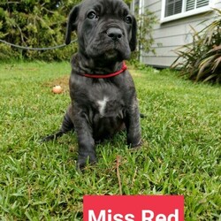 Adopt a dog:Beautiful Neapolitan Mastiff X Bullmastiff Puppies/Neapolitan Mastiff//Younger Than Six Months,Miss Reed (Black Brindle) - $5,500Miss Red (dark brindle) - $5,500Miss Mint (Blue) - $5,500Miss Blue Camo ( Dark Brindle ) - $5,000Mr Fireball ( Dark brindle ) - $4,800Mr Yellow Camo ( Black brindle ) - $5,500Mr Red Camo ( Brown ) - $5,500Puppies will be Microchipped , vaccinated and vet checked on Monday the 22nd on November at 6 weeks and 2 days old.- Ready to be picked up on the 4th of December{ REGISTERED BREEDER } with RPBABreeders number 5516- I have been breeding for the past 5 yearsDam - Neapolitan Mastiff X BullmastiffsSir - Pure Bred Neapolitan MastiffColour - TawnyAll parents can be viewed to judge temperament and see how well they interact with kids and animals.PUPPIES WILL BE-•Wormed every 2 weeks till 8 weeks of age when they'll leave to their new homes•Microchipped•Vaccinated ( a voucher will be given for second vacation to all new owners)•A Black hawk and personalised puppy pack will be given to all new owners with the basic things you'll need to start off.•Vet checked at 6 weeks - will come with a vet passport• Basic toilet training•Basic sit/lay down training will be done if not completedI OFFER 24/7 help and support along the way and for the entirety of the dogs life.I make weekly updates once the females are pregnant and once the puppies are born allowing new owners to see their puppies development along the way.There will be a contract to sign that if at anytime you cannot keep the pup in the entirety of it's life, it'll come back to me and I'll retrain and re-home .All dogs have been raised in a family home environment.Great with kids and animals.I take pride in all my dogs and their puppies so I will only sell to approved homes. Even after viewing and meeting you in person I can change my mind and remove you from the waiting list.There are " 7 REQUIRED QUESTIONS " that must me answer before I even consider you as a potential owner.Puppies must also NOT BE DESEXED "Untill they are 3-4 years old"If you have any questions please don't hesitate to ask.I have a private Facebook group where my waiting list is welcome and a tiktok account.Located in the south west , western Australia