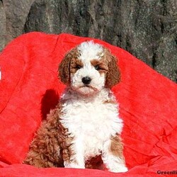 Maribelle/Female /Female /Mini Goldendoodle Puppy Maribelle/Female /Female /Mini Goldendoodle Puppy,Here comes Maribelle! This adorable Mini Goldendoodle puppy is one of a kind and can’t wait to spoil you with love and attention. Maribelle is family raised with kids and will always be at your side. She is vet checked, up to date on shots and wormer plus comes with a health guarantee provided by the breeder! To welcome this puppy into your home please contact Nevin today.
