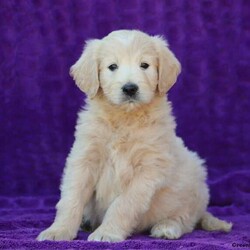 Sugar/Female /Female /Goldendoodle Puppy,Meet Sugar, a very friendly Goldendoodle puppy who is being family raised with children. This pooch has a  thick coat and a nice build. She is vet checked, up to date on vaccinations & dewormer plus the breeder provides a 30 day health guarantee for Sugar. For more information about this cutie, call the breeder today!