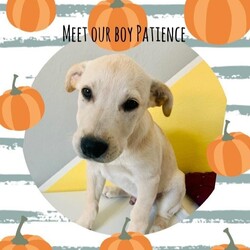 Adopt a dog:Shepard puppies /German Shepherd Dog/Male/Baby,Sweet playful friendly smart puppie
