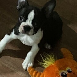 Lucky Last Boston Terrier Puppy Available Now/Boston Terrier//Younger Than Six Months,We have 1 male pup still available nicknamed Pizzly. This beautiful little baby is strictly an inside dog and ready for his forever home now. This breed needs a lot of human interaction and lots of time spent with them.This gorgeous guy has a fantastic personality and is very smart. He is a very happy puppy who loves to play but also loves to sit on the couch and chill.This beautiful baby is being raised in the family home and is receiving lots of love and cuddles. He has been vet checked, wormed and microchipped. Both parents have been DNA tested and are true Boston Terriers. DNA results can be viewed on request.BRN - BTQLD198380RPBA - 4935For more information contactJonie ******9784 REVEAL_DETAILS 