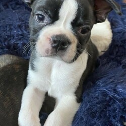 Lucky Last Boston Terrier Puppy Available Now/Boston Terrier//Younger Than Six Months,We have 1 male pup still available nicknamed Pizzly. This beautiful little baby is strictly an inside dog and ready for his forever home now. This breed needs a lot of human interaction and lots of time spent with them.This gorgeous guy has a fantastic personality and is very smart. He is a very happy puppy who loves to play but also loves to sit on the couch and chill.This beautiful baby is being raised in the family home and is receiving lots of love and cuddles. He has been vet checked, wormed and microchipped. Both parents have been DNA tested and are true Boston Terriers. DNA results can be viewed on request.BRN - BTQLD198380RPBA - 4935For more information contactJonie ******9784 REVEAL_DETAILS 