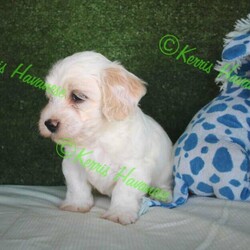Adopt a dog:Havanese Pedigree Puppies/Havanese//Younger Than Six Months,If you are reading this then there are puppies available.Puppy will be ready to go from early February 2022 at 9 weeks of age.I cannot send to WA, NT or TAS as I will not fly my puppies.Are you looking for a pup to join your family; a pup that is very smart, easy to train, loves people and other animals, looks glorious and will keep you totally entertained? The Havanese breed is exactly what you are seeking. They are pure bred registered puppies, are raised in the house then into their own dedicated puppy yard filled with toys and stimulating things to do. They are kept with their Mum and are well socialised with many different animals and lots of human contact. The Havanese are low-shedding and non-allergenic so many people with alergies cope well with the breedPuppy's come with pedigree papers, microchipped, two vaccinations and vet wellness reports, 6 weeks insurance and forever breeder support.Before considering a x oodle breed, have a look at the Havanese knowing you are getting many generations of healthy, well cared for dogs with a full history.Breeder - MDBA - 11118Please view website for lots more information www.kerrishavanese.com - then click on the link on the Puppies page to complete the Questionnaire.If responding from Gumtree site please do not just forward their standard reply. Provide me with some information on why you are seeking a Havanese and some information on your environment and family and your email contact. One line responses will be ignored.Note the images are of previous litters and are not the available puppies.