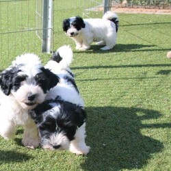 Adopt a dog:Havanese Pedigree Puppies/Havanese//Younger Than Six Months,If you are reading this then there are puppies available.Puppy will be ready to go from early February 2022 at 9 weeks of age.I cannot send to WA, NT or TAS as I will not fly my puppies.Are you looking for a pup to join your family; a pup that is very smart, easy to train, loves people and other animals, looks glorious and will keep you totally entertained? The Havanese breed is exactly what you are seeking. They are pure bred registered puppies, are raised in the house then into their own dedicated puppy yard filled with toys and stimulating things to do. They are kept with their Mum and are well socialised with many different animals and lots of human contact. The Havanese are low-shedding and non-allergenic so many people with alergies cope well with the breedPuppy's come with pedigree papers, microchipped, two vaccinations and vet wellness reports, 6 weeks insurance and forever breeder support.Before considering a x oodle breed, have a look at the Havanese knowing you are getting many generations of healthy, well cared for dogs with a full history.Breeder - MDBA - 11118Please view website for lots more information www.kerrishavanese.com - then click on the link on the Puppies page to complete the Questionnaire.If responding from Gumtree site please do not just forward their standard reply. Provide me with some information on why you are seeking a Havanese and some information on your environment and family and your email contact. One line responses will be ignored.Note the images are of previous litters and are not the available puppies.