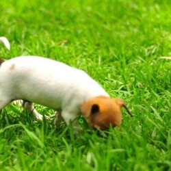 Adopt a dog:Jack Russell/Jack Russell Terrier//Younger Than Six Months,Jack Russel cross Fox Terrier $1,5001 Girls 1 Boy left black and white8 weeks old wormed, vaccinated, microchipped and ready to goBeautiful natured dog
