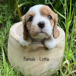 Adopt a dog:Beaglier puppies ready for their forever homes 18/01/2022/King Charles Spaniel//Younger Than Six Months,Beautiful Beaglier (Beagle cross Cavalier King Charles Spaniel) puppy born 23/11/2021.There are 5 female pups and 1 male available:Lenny: SOLDLuna: SOLDLexi: AvailableLyla: AvailableLottie: AvailableLucy: AvailableAll pups come vet checked, microchipped and vaccinated (1st vaccination only).Mum, Nala is 1/4 Cavalier, 3/4 Beagle and is extremely affectionate and cuddly, loving nothing more than to be by your side or even better on your lap. If she isn’t able to snuggle one of her humans she can be found snuggling with her best friend and father of her pups, Chillie.Dad, Chillie, is 1/4 Beagle, 3/4 Cavalier and is a loyal, loving, intelligent and very social little man who can barely contain his excitement when he hears the words “dog park”. Chillie loves nothing more than frolicking in the grass with new friends.These pups are all very playful and cuddly with beautiful temperaments. They are very affectionate and love to bestow lots of puppy kisses to anyone who will accept the gesture.Prospective owners are very welcome to come and meet the pups in person to see whether their temperament and nature fits with your pet needs.Please contact Ben on ******** 721 you would like more information, more photos or to organise a visit. REVEAL_DETAILS Pups are located in Eastwood NSW 2122RPBA #9241Individual microchip numbers will be provided after 13/01/2022 when the pups are able to be vaccinated and microchipped.For more photos of puppies and their parents go to https://www.instagram.com/beaglierpups/