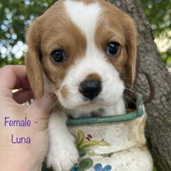 Adopt a dog:Beaglier puppies ready for their forever homes 18/01/2022/King Charles Spaniel//Younger Than Six Months,Beautiful Beaglier (Beagle cross Cavalier King Charles Spaniel) puppy born 23/11/2021.There are 5 female pups and 1 male available:Lenny: SOLDLuna: SOLDLexi: AvailableLyla: AvailableLottie: AvailableLucy: AvailableAll pups come vet checked, microchipped and vaccinated (1st vaccination only).Mum, Nala is 1/4 Cavalier, 3/4 Beagle and is extremely affectionate and cuddly, loving nothing more than to be by your side or even better on your lap. If she isn’t able to snuggle one of her humans she can be found snuggling with her best friend and father of her pups, Chillie.Dad, Chillie, is 1/4 Beagle, 3/4 Cavalier and is a loyal, loving, intelligent and very social little man who can barely contain his excitement when he hears the words “dog park”. Chillie loves nothing more than frolicking in the grass with new friends.These pups are all very playful and cuddly with beautiful temperaments. They are very affectionate and love to bestow lots of puppy kisses to anyone who will accept the gesture.Prospective owners are very welcome to come and meet the pups in person to see whether their temperament and nature fits with your pet needs.Please contact Ben on ******** 721 you would like more information, more photos or to organise a visit. REVEAL_DETAILS Pups are located in Eastwood NSW 2122RPBA #9241Individual microchip numbers will be provided after 13/01/2022 when the pups are able to be vaccinated and microchipped.For more photos of puppies and their parents go to https://www.instagram.com/beaglierpups/