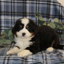 Elena/Bernese Mountain Dog/Female /6 Weeks,Are you looking to adopt a cute & lovable Bernese Mountain Dog puppy? If so, look no further, Elena is your perfect match! Elena is vet checked, up to date on vaccinations & dewormer, plus the breeder provides a 30-day health guarantee. She has a fluffy coat and can be registered with the AKC. If you are interested in this beautiful little girl, please give Daniel a call today!