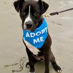 Adopt a dog:me/Labrador Retriever/Male/Adult,Adoptable in: MA, RI, NH, CT, and VT

Good with dogs: Yes
Good with cats: Unknown, likely yes
Good with kids: No
Crate trained: Mostly
House trained: Yes

Tony Biscuit is a very happy, generally go-with-the-flow type of dog. He LOVES being outside and getting his sniffs in, and he absolutely loves interacting with other dogs. Walks can take quite a long time because he is a super curious pup who wants to check everything out. He can be somewhat disinterested in people, except for an occasional sniff, until a person shows interest in playing with him. He loves playing tug of war and running around with his people. 

Tony Biscuit is working on his commands but will generally come to you if you whistle or clap for him. He will sometimes sit when asked, but only if you have a treat. His foster is also working on 