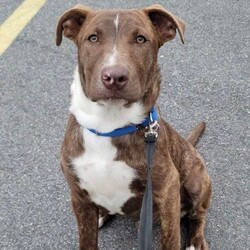 Adopt a dog:Creed Rockstar/Pit Bull Terrier/Male/Baby,Adoptable in: MA, RI, NH, CT, and VT

Good with dogs: Yes
Good with cats: Yes, dog savvy cats
Good with kids: Yes
Crate trained: Mostly
House trained: Working on it

Creed is a high energy boy and he's very sweet and loves to play....all the time. Creed's perfect home would be with a family that is active.

Creed gets along well with other dogs and has been around cats with no issues. He is good with kids as well. He has mostly been in a puppy play pen, so will need to adjust to a crate. He does very well with house training when kept on a regular schedule, but he's still a puppy so will need to continue to work on this.

Please Note: All dogs currently available for adoption are posted on our website. If you cannot find a particular dog on our website, he/she may be on a temporary foster hold. All dogs are otherwise posted until they are officially adopted. This dog may have other interested adopters in line. If you are interested in adopting, please fill out an application.