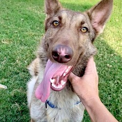 Adopt a dog:Kimber/German Shepherd Dog/Female/Adult,Adoptable in: MA, RI, NH, CT, and VT

Good with dogs: Yes
Good with cats: Unknown
Good with kids: Unknown, likely yes
Crate trained: Yes
House trained: Yes

Kimber is a wonderful dog who will make a great companion! She has the traits of a typical German Shepherd, such as high toy drive, high energy, and a tendency to stick to her humans like velcro!

Kimber would love a home with other playful dogs and a large yard to run around in. She needs a lot of playtime and a proper outlet for her energy. When Kimber gets nervous she might show mild signs of aggression, but this is solved as soon as she calms down. She plays well with dogs of all sizes, and she is fully crate and house trained.

Kimber is a lovely pup who will make a wonderful addition to a very lucky family. She brings fun wherever she goes!

Please Note: All dogs currently available for adoption are posted on our website. If you cannot find a particular dog on our website, he/she may be on a temporary foster hold. All dogs are otherwise posted until they are officially adopted. This dog may have other interested adopters in line. If you are interested in adopting, please fill out an application.