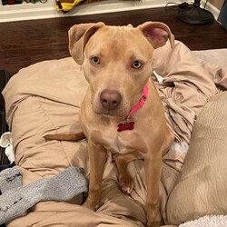 Adopt a dog:Sissie/Pit Bull Terrier/Female/Adult,Adoptable in: MA, RI, NH, CT, and VT

Good with dogs: Yes, with proper intros
Good with cats: Yes, with dog savvy cats
Good with kids: Yes, older children
Crate trained: Yes
House trained: Yes

Sissie is an active girl with lots of energy. If she isn't at doggy daycare, then her foster family brings her to a fenced in park to release her zoomies. She likes to play with dog toys and likes to tear apart the stuffed ones even more! Sissie loves other dogs and gets along great with just about everyone, however, she is territorial over her food with other dogs and should be fed separately. 

Sissie is a blanket hog but isn't much of a cuddler and will only cuddle with her humans if there is a blanket to share. She likes to be close to her people but isn't a huge fan of affection she prefers her space to head scratches and pets, especially from strangers. Sissie's adopters should be prepared to keep up with her training and socialization, as she has come a long way in her foster home and is no longer reactive to strangers. She is crate trained and house trained. She chooses to nap in her crate during the day and knows this is her safe space when she needs a break. She alerts when she needs to go outside. 

Sissie likes children but would do best in a home with older children only she thinks crawling children are trying to play and has been known to try and jump on them. Otherwise, she is incredibly gentle with children but will happily steal food out of their hands with no remorse. Sissie's foster has noticed that she fears certain objects, especially canes, crutches, long sticks, brooms etc. She is working on learning that these things aren't so scary. She is a smart but stubborn girl and tends to listen better to hand signals than voice commands. She is food motivated and will do just about anything for a treat. When Sissie is excited, she will sometimes jump and nip, which her foster is working with her on. 

Sissie would do best with an active family to help her get her energy out. She is very loveable!

Please Note: All dogs currently available for adoption are posted on our website. If you cannot find a particular dog on our website, he/she may be on a temporary foster hold. All dogs are otherwise posted until they are officially adopted. This dog may have other interested adopters in line. If you are interested in adopting, please fill out an application.