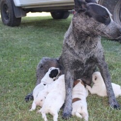 Adopt a dog:Australian Stumpy tailed Smithfield/Australian Stumpy Tail Cattle Dog//Younger Than Six Months,Three males and two female puppies are being offered for sale by the breeder who is a member of Dogs Queensland. Breeder number 4100249418.BIN009788430049They are available to only a loving family home. The mother is a purebred registered Stumpy Tailed Smithfield and the father is an Australian Champion ASTCD Red Man owned by Chelle Miller.These puppies will excel in the show ring or as a family member.The puppies are fully vaccinated, microchipped, wormed at 2,4,6 and 8 weeks of age and DNA tested.All red with the exception of a blue tailed male.