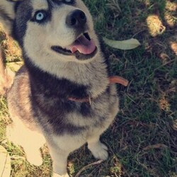3yr old, desexed female husky/Siberian Husky//Older Than Six Months,An extremely regretful sale. I can't keep my baby girl "Malia" anymore. She needs to go to a GOOD home that either has a male dog or no animals. She's good with kids, she loves playing with them. She's a kind girl to people, I take her to the nursing home I work in. Not suited for farm life. Please message me if you are interested. That's isn't her price 