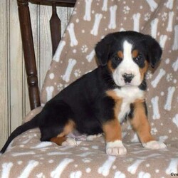 Gino/Greater Swiss Mountain Dog/Male /6 Weeks,Here comes Gino! This adorable Greater Swiss Mountain Dog puppy is one of a kind and can’t wait to spoil you with love. Gino is family raised with kids and will always be at your side. He is vet checked and up to date on shots and wormer. He can also be registered with the AKC and comes with a one year genetic health guarantee provided by the breeder! To welcome this perfect pup into your home please contact the breeder.