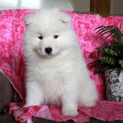 Teddy Bear/Samoyed/Male /7 Weeks,Meet Teddy Bear, a soft and fluffy Samoyed puppy looking for his forever home! He is vet checked and up to date on vaccinations & dewormer. He can be registered with the AKC, plus the breeder provides a 30 day health guarantee for Teddy Bear. To learn more about this family raised pup, please call Sadie today!