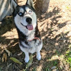 3yr old, desexed female husky/Siberian Husky//Older Than Six Months,An extremely regretful sale. I can't keep my baby girl "Malia" anymore. She needs to go to a GOOD home that either has a male dog or no animals. She's good with kids, she loves playing with them. She's a kind girl to people, I take her to the nursing home I work in. Not suited for farm life. Please message me if you are interested. That's isn't her price 