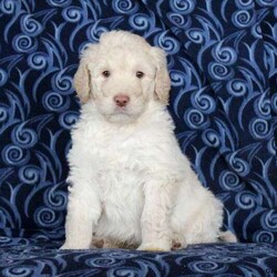 Parker/Labradoodle/Male /5 Weeks,Meet Parker, an adventurous Labradoodle puppy who can’t wait to share fun times with you! He is being family raised with children and is well socialized. This playful pooch is vet checked, up to date on vaccinations & dewormer plus he comes with a 30 day health guarantee provided by the breeder. To learn more about Parker and how you can welcome this sweet fella into your heart and home, contact the breeder today!