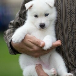 (PEDIGREED) ICE WHITE SIBERIAN HUSKY PUPPYS/Siberian Husky//Younger Than Six Months,For this season , Husky Dynasty presents an exotic ice white litter consisting of 2 males and 4 females all exhibiting steady and positive growth.Puppies come with DNA PAPERWORK, PEDIGREE PAPERWORK(mdba), worming, weaning, microchipping, vaccinations, vet checking. Pupps are also registered on the pet registry, socialised and water ready before leaving our care.Puppies also come: