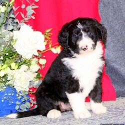 Brooklyn/Bernedoodle/Female /6 Weeks,Here comes Brooklyn! This adorable Bernedoodle puppy is covered in curls and can’t wait to spoil you with love and attention. Brooklyn is family raised with kids and will always be at your side. She is vet checked, up to date on shots and wormer plus comes with a six month genetic health guarantee provided by the breeder! To welcome this puppy into your home please contact Merlin & Susan today.