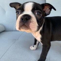 Boston Terrier Puppies/Boston Terrier//Younger Than Six Months,Ready for their forever homes on Jan 29th. Located in Pakenham, Vic.Our Boston Terriers are for pet homes only, or upon approval for a small breeder. Our dogs (and pups) are part of our family. Raised around children, other dogs, and our cats.Parents are papered and DNA tested.Pups are wormed, microchipped, vaccinated, and vet checked. They also come with 6 weeks pets insurance.More pictures and Videos with individual enquiries.Saski (F)Sakura (F)Hermione (F)Aang (F)Xena (F)Stripes (M)Spot (M)Motley Bostons (Sarah, Rainer, Nicki)MDBA breeder 19202Microchips956000014586760956000014635728956000014505880956000014499439956000014588662956000014501530956000014495875Genuine Enquires only please