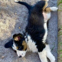 Australian Shepherd Puppies Pure Bred Black Tri Female with Full tail./Australian Shepherd Dog//Younger Than Six Months,"Fires Of Margaret River Litter""Phoenix" Female Black Tri full Tail AvailableGood Head Markings and excellent Tan Points, colour will get more as she grows just stunning. Nicely put together , good type.Temperament - Calmer, Friendly ."Fires Of Margaret River Litter"Named after we had to evacuate from the farm with livestock and our pets.“Born 25/11/2021Dam -Zenderland Lady “AKA Lady Red Tri NBT - DNA clear - Hips and Elbow Score 2Sire -Zenderland Blueberry “AKA” Blue – Blue Merle with Full tail – DNA Clear – Hip and Elbow Score 2Puppy"We strive to breed excellent temperaments, Great bone, substance, wonderful movement, and stunning heads. From fully tested parents.Puppies are well socialized, raised in our home on our farm with livestock, Miniature horses, Goats, and other dogs. They are wormed, microchipped, vaccinated, puppy pack, All Companion pet pups will be on the Limited Register. Dog West WA (Which means not for breeding or showing). But can compete in all other discipline’s obedience, herding etcTo apply for a puppy FIRST need email for a questionnaire and Details at pix******@******com thankyou REVEAL_DETAILS WE ARE IN THE Margaret River AREA Western AustraliaDogswest Membership Number 610003604
