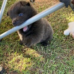 German Spitz Pups For Sale/German Spitz//Younger Than Six Months,Meet our beautiful German Spitz pups.Ready for their new homes 30/1/2022Blue and white Parti male - AvailableBlue male- AvailableBlack female - SoldThey come vaccinated, microchipped, wormed and vet checked.Looking for a beautiful loving home only.Raised on farm with other dogs , birds , horses and cows lolMum and Dad in picsChip numbers 991003001388708 & 991003001388707RPBA number 6263BIN B000614072Located Whiporie- half way between Grafton and CasinowSerious buyers only$4000 negotiable