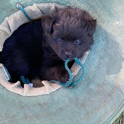 German Spitz Pups For Sale/German Spitz//Younger Than Six Months,Meet our beautiful German Spitz pups.Ready for their new homes 30/1/2022Blue and white Parti male - AvailableBlue male- AvailableBlack female - SoldThey come vaccinated, microchipped, wormed and vet checked.Looking for a beautiful loving home only.Raised on farm with other dogs , birds , horses and cows lolMum and Dad in picsChip numbers 991003001388708 & 991003001388707RPBA number 6263BIN B000614072Located Whiporie- half way between Grafton and CasinowSerious buyers only$4000 negotiable