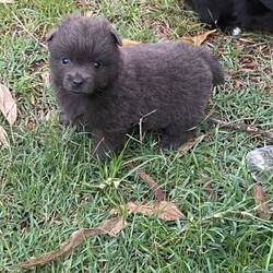 German Spitz Pups For Sale/German Spitz//Younger Than Six Months,Meet our beautiful German Spitz pups.Ready for their new homes 30/1/2022Blue and white Parti male - AvailableBlue male- AvailableBlack female - SoldThey come vaccinated, microchipped, wormed and vet checked.Looking for a beautiful loving home only.Raised on farm with other dogs , birds , horses and cows lolMum and Dad in picsChip numbers 991003001388708 & 991003001388707RPBA number 6263BIN B000614072Located Whiporie- half way between Grafton and CasinowSerious buyers only$4000 negotiable