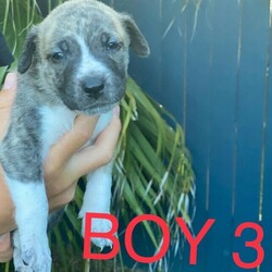 Puppies - Mastiff x Cattle dog, bull terrier x pointer/Pointer//Younger Than Six Months,$700 Ready to go from Saturday 29th January.Mum - Dane Mastiff x Cattle DogDad - Dane Mastiff x Bull terrier x PointerBoth parents Ute find and hold. Great family pet also, parents are super chilled and great around kids and the sausage dog!!Microchipped, wormed & first vaccination.3 x boys left.BOY 2 - SOLDBOY 1 - SOLDPM for more pics or any questions. Serious buyers only. Listed elsewhere.