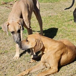 Great Dane Puppies/Great Dane//Younger Than Six Months,We have just 4 stunning pups still available born 1/11/2021, 2 males and 2 females. They are 13 weeks old and already weighing 15kg , they have been held to ensure they are growing nicely and have the best start to what will be a huge growth rate.Mum, is Fawn and Dad is a Blue Fawn. Both have been genetically tested clear ensuring that these pups are not susceptible to genetic health problems.These puppies have been Vaccinated (1st & 2nd Vax completed), Vet Checked, Microchipped, wormed fortnightly. They are just happy guys and they will be big. They have been well socialised with other dogs and have beautiful friendly temperaments. Parents and Grandparents are our dogs and have the same amazing goofy, friendly temperaments.These puppies are being sold as family pets and companions, they love people. They will come with puppy pack, 6 weeks free Pet Insurance, and full medical history, breeder support. Pups are ready to leave now.We are AAPDB Registered Breeders #16452 and fully Vet Audited. Located near Dubbo NSW. We can arrange transport for you within NSW (this is included in puppy price) ask us about other States as we can assist with this also.Photos of the pups and both parents are included. Visits to meet the pups are welcome. More photos and videos are available if distance is a consideration and we do virtual video calls with WhatsApp so you can see the puppies in real time.