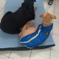 Adopt a dog:Timu/Mixed Breed/Male/Adult,*******************************************************************
PLEASE READ CAREFULLY BEFORE SENDING INQUIRY
********************************************************************
Meet Timu! Available for adoption in the SF Bay Area.

Quick Facts:
5.5 Years old
Male
44 lbs
FMD Mix
- Good with people
-Good with other dogs
- Good with cats
- Housebroken
- Vaccinated and neutered
- Microchipped
- Friendly with strangers & children
- Good on leash

Timu was sent to animal shelter by his previous owner when he just four months old, he’s stayed there for another 4 years and 8 months before our rescue team in Taiwan bailed him out. There are many lovely friendly dogs in animal shelter including Timu, but just few of number to be adopted. Dogs was more fighting for space and food as numbers increasing in same room. Timu was promoted for years by volunteers, they named him “Tien-Tsai” means very popular even if God does love him, but there’s no one to take him home. One of volunteers was broken hearted when he found many wounds on Timu, so he called our rescuers to see if we can help him.

Timu thrived in foster! He immediately took to home life and loves being apart of a family. He loves affection and treats, making him very easy to train. His foster family sings his praises and says he is a quick learner and very easy to have in the home. He is friendly with strangers including kids indoor and in public. He gets along with another dog in foster and friendly with unfamiliar dogs. He is good on leash and enjoys daily walks.

Timu would make a great first dog for first time owners or apartment dog in the city due to his easy going nature. The ideal family will continue working on his training and help him become a good canine citizen!

********************************************************************
If you think you’re the right fit, please submit an adoption application to:

https://www.harasf.org/application

*********************************************************************
Follow us on Instagram for the most up-to-date information about Timu and our other available dogs! IG: hara.sf

*********************************************************************

**PLEASE NOTE**
As much as we'd love to, our small (but mighty!) team may not be able to respond to all inquiries and will prioritize inquiries with an application submission on file. We do not grant meetings with dogs until after your application has been screened and approved for this step. Please be patient with our team & process. Thank you for your cooperation!