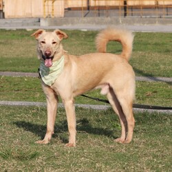 Adopt a dog:Timu/Mixed Breed/Male/Adult,*******************************************************************
PLEASE READ CAREFULLY BEFORE SENDING INQUIRY
********************************************************************
Meet Timu! Available for adoption in the SF Bay Area.

Quick Facts:
5.5 Years old
Male
44 lbs
FMD Mix
- Good with people
-Good with other dogs
- Good with cats
- Housebroken
- Vaccinated and neutered
- Microchipped
- Friendly with strangers & children
- Good on leash

Timu was sent to animal shelter by his previous owner when he just four months old, he’s stayed there for another 4 years and 8 months before our rescue team in Taiwan bailed him out. There are many lovely friendly dogs in animal shelter including Timu, but just few of number to be adopted. Dogs was more fighting for space and food as numbers increasing in same room. Timu was promoted for years by volunteers, they named him “Tien-Tsai” means very popular even if God does love him, but there’s no one to take him home. One of volunteers was broken hearted when he found many wounds on Timu, so he called our rescuers to see if we can help him.

Timu thrived in foster! He immediately took to home life and loves being apart of a family. He loves affection and treats, making him very easy to train. His foster family sings his praises and says he is a quick learner and very easy to have in the home. He is friendly with strangers including kids indoor and in public. He gets along with another dog in foster and friendly with unfamiliar dogs. He is good on leash and enjoys daily walks.

Timu would make a great first dog for first time owners or apartment dog in the city due to his easy going nature. The ideal family will continue working on his training and help him become a good canine citizen!

********************************************************************
If you think you’re the right fit, please submit an adoption application to:

https://www.harasf.org/application

*********************************************************************
Follow us on Instagram for the most up-to-date information about Timu and our other available dogs! IG: hara.sf

*********************************************************************

**PLEASE NOTE**
As much as we'd love to, our small (but mighty!) team may not be able to respond to all inquiries and will prioritize inquiries with an application submission on file. We do not grant meetings with dogs until after your application has been screened and approved for this step. Please be patient with our team & process. Thank you for your cooperation!