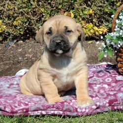 Beatrice/African Boerboel/Female /7 Weeks,Say hello to Beatrice, a spunky African Boerboel puppy who cant wait to meet you! This spirited pup is vet checked, up to date on vaccinations & dewormer, plus comes with a 30 day health guarantee provided by the breeder. For more information about this loving pooch, call the breeder today!
