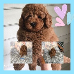 Adopt a dog:Toy Poodle Pure Bred RUBY RED, DNA CLEAR 2 GIRLS 3 BOYS, DOB 11/02/22/Poodle (Toy)//Younger Than Six Months,Toy Poodle, Ruby Red, Pure Bred, DNA clear by parentage, both parents tested and clear by Orivets full breed test. Very healthy pups, vet checked 24/2/22, and all clear. Immunised, microchipped and fully wormed. DOB 11/02/22, READY TO GO TO LOVEING NEW HOME 8/04/22. As at the 26/02/22, 6 weeks 1 day old. Colour of pups, is genuine and has not been enhanced or edited.FIRST VIEWINGS AVAILABLE THIS WEEKFor pease of mind, I am an experienenced, small ethical responsible registered breeder, I only have 2 litters a year, so that I can offer a well socialised, happy healthy pup. Quality rather than quantitiy, they are not negected in any way. They live indoors and regulary go outside to toilet.These pups have been vet checked and DO NOT, NOT, have lactating patella, a common knee joint condtion in many small breeds, costing around $3,200 to surgically remedy. Also by DNA they DO NOT have PRA, which is premiture blindness at three to 4 years young!These puppies are georgous, they have amazing thick soft coats like velvet, they are suplimented with Omega 3 fish oil to assist with brain development, joints eyes, good digestion, to give them the best start in life.DNA Orivet tested for both panents CLEAR AND NEGATIVE OF THE FOLLOWING:Degenerative MyelopathyPRA, premiture blindnessvon Willebrandsdisease Type 1Mucopolysaccharidosis VI poodle typeGanliosidosis GM2 Poodle TypeDNA reports available on viewingPoodles are aclaimed to be the second most itelligent breed available, with a non shedding coat, but must be brushed regularly, just a few minuets if done often, easy to train, loyal and loving nature, makes them the perfect inside family member and companion. Must go to good home.These pups are fed a healthy well balance diet that incudes chicken and Black Hawk puppy dry food.These pups have come from a long line of reds.5 pups, 2 girls and 3 boys, small to medium, $4200 to $5000 microchip numbers below:991003001385161, 991003001385176,991003001385166, 991003001385172, 991003001385173.I have Ruby girl, very happy social girl, lovely red, darkest and biggest in the litter, her tail wags 10 to the dozen, very cute SOL.D pending paymentBaxter, first born, very good little boy, smallest boy, snuggly, playful, and very good natured SOLD PENDING PAYMENTTeddy, one of two almost the same, second born, calm gentle and playful, he is a little shorter than his brother Blaze, Teddy $4,300Blaze loves to play and tubble with his brothers, 4th born, good boy eats and sleeps well $4,300Crystal a sweet adorable little girl smallest of the litter and last born, very well aportioned, just 800 grams at six weeks, Crystal on holdThe entire litter are very happy good natured pups, from very good natured parents. Pups socialise each day with bigger dogs, during outside play and toileting.Please contact for viewing of pups, available to view next weekend April 2nd and 3rd, 2022.More photos uploaded as pups grow, mum Dad last photos. Blaze and Teddy photos updated to 7 weeks of age.These pups are inside family pets, they require a fully fenced yard or court yard.Companion pets only.Parents DNA reports available to viewPuppy pack provided with lots of goodies, some dry food and fresh chicken & rice to help you get started at home.Transport may be able to be organised, direct flights only, at buyers expense, excluding long flights like WA, as the flight too long and too hard on the little pup.These pups are entireI am avalable for after sales support if required.Please email me with a few details about yourself and the kind of home you can offer these precious babies. If you are seriously interested and if you choose to leave your phone number I will call back.I do not respond to an SMS asking me to email, as recommended by Gumtree, due to risk of scammers.RPBA 956